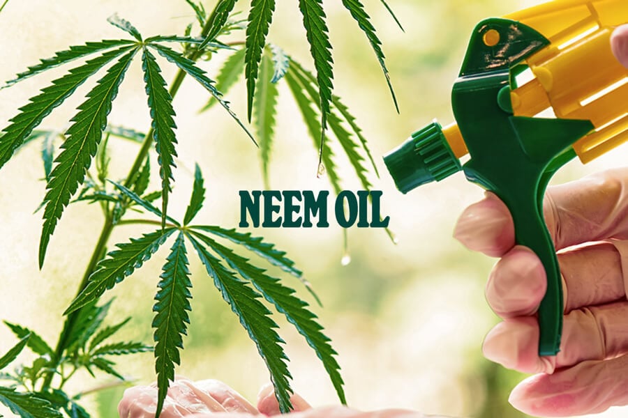 Olio di Neem come Antiparassitario Naturale - RQS Blog