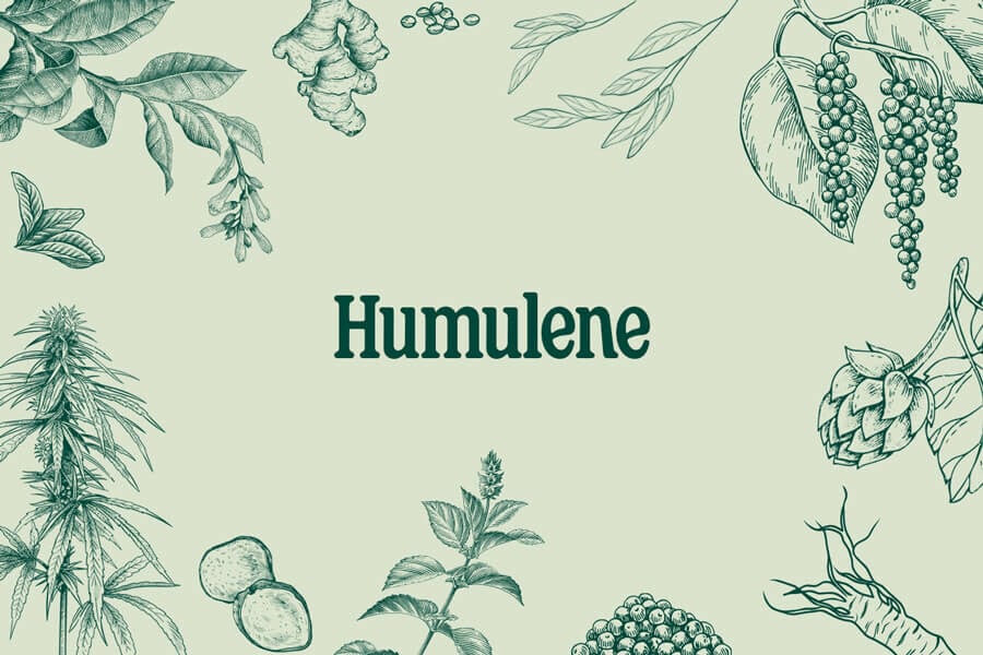 Umulene: Un terpene dagli aromi terrosi con proprietà lenitive