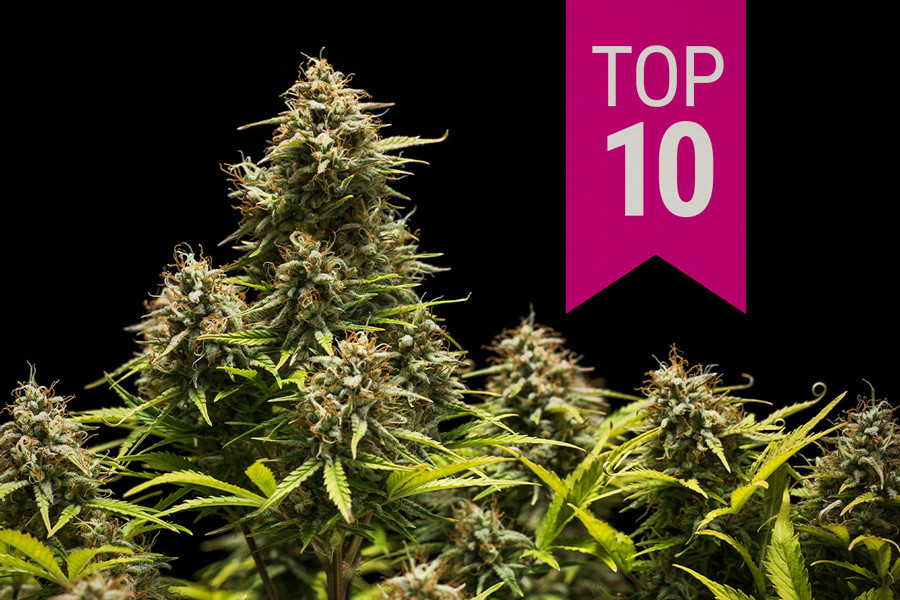 La Top 5 dei semi di cannabis a basso costo
