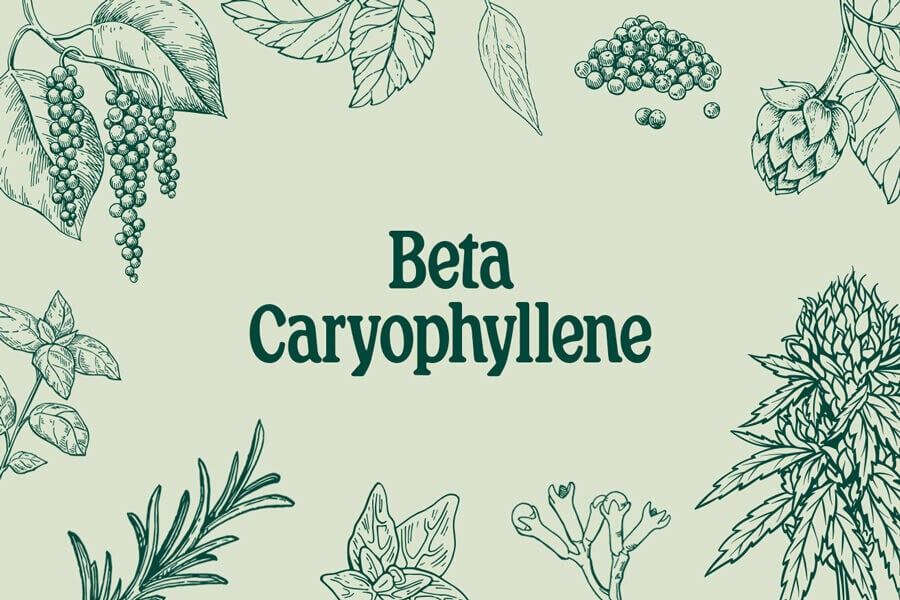 Beta-cariofillene: Sia terpene che cannabinoide