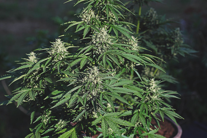 Quanto tempo impiegano le piante di marijuana a crescere