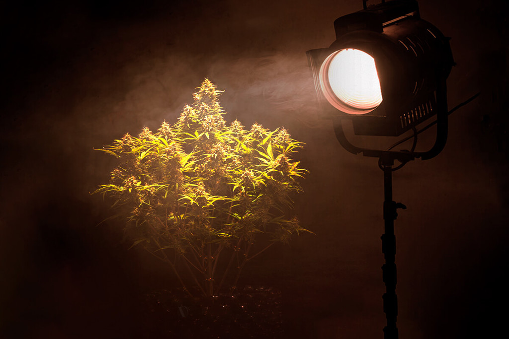 Guida FACILE alla scelta delle luci artificiali per piante - I