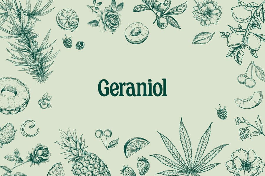 Geraniolo: Un terpene dolce e floreale con un potenziale enorme