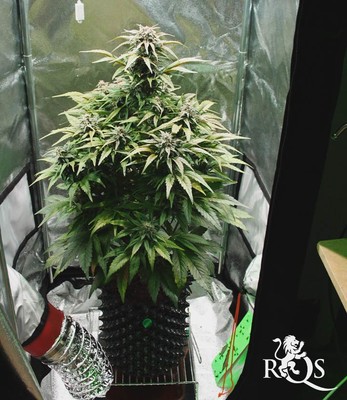 Amnesia Haze Amnesia Haze