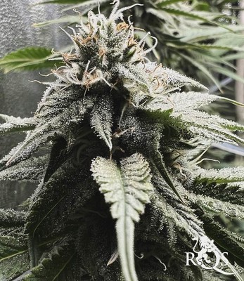 Amnesia Haze Amnesia Haze