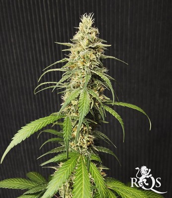 Amnesia Haze Amnesia Haze