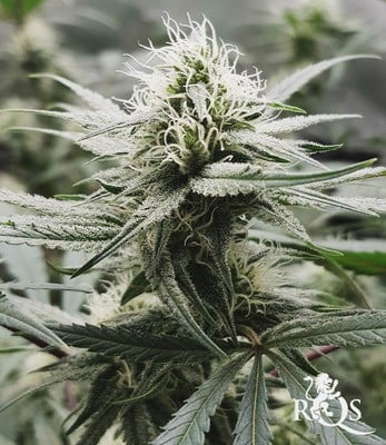 Royal Highness Royal Highness