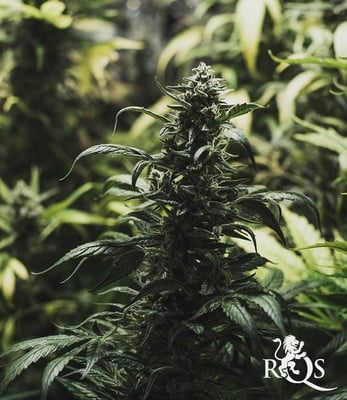 Royal Highness Royal Highness