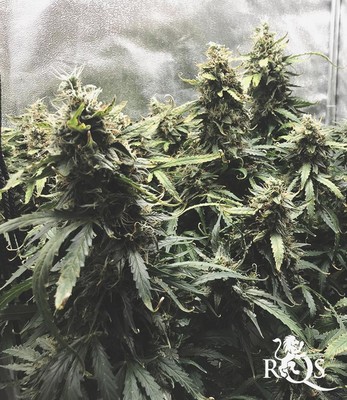 Diesel Auto Diesel Auto