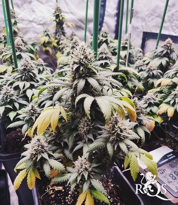 Bubblegum XL Bubblegum XL