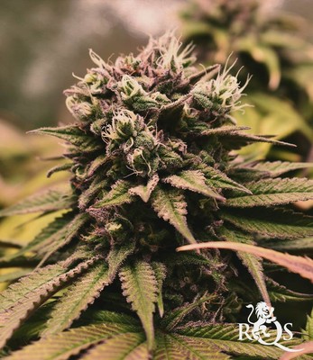 Pineapple Kush Pineapple Kush