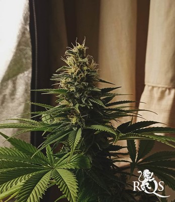 Pineapple Kush Pineapple Kush