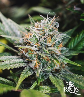 Lemon Shining Silver Haze Lemon Shining Silver Haze