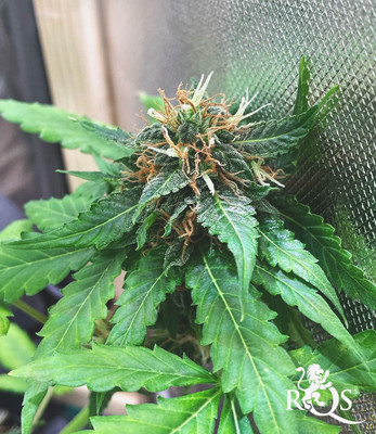 Royal CBG Automatic Royal CBG Automatic