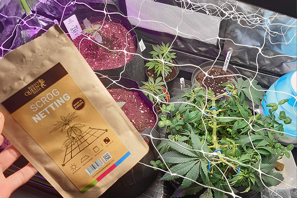 Rete per ScrOG Rete per ScrOG