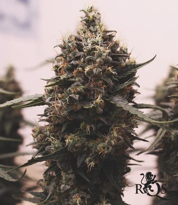 Mimosa Auto Mimosa Auto