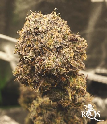 Mimosa Auto Mimosa Auto