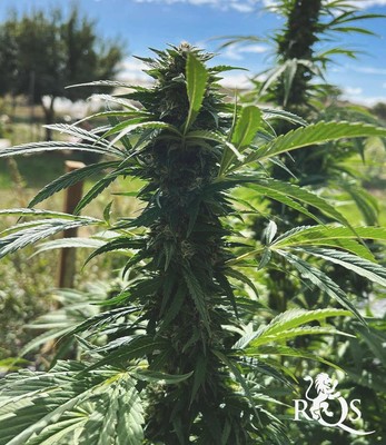 Royal Skywalker Royal Skywalker