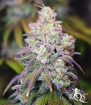 Watermelon  Watermelon